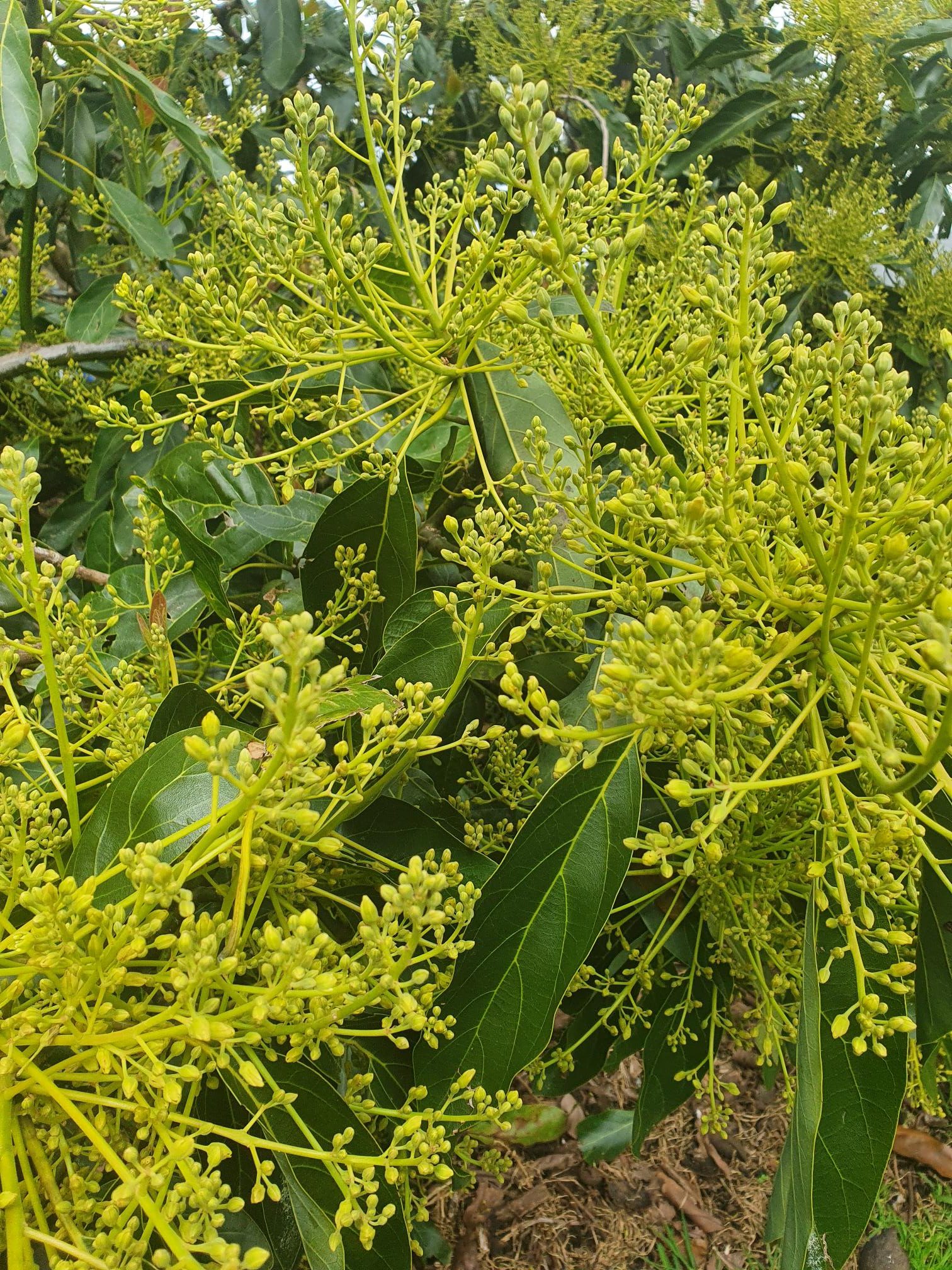 Avocado flowers