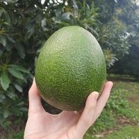 Reed avocado