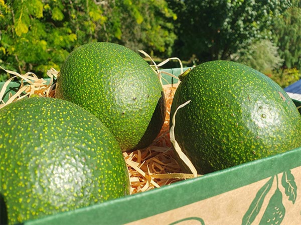 Reed avocados in a box